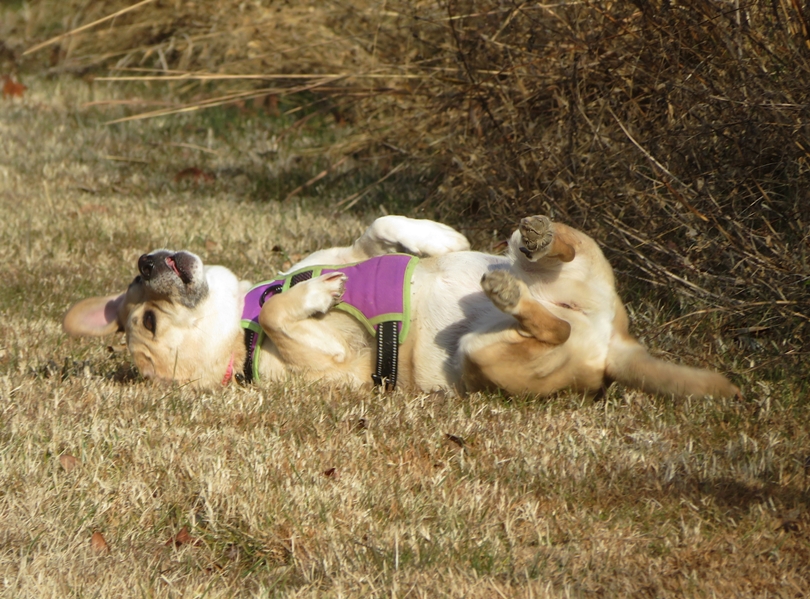 Daphne rolling on the grass, likely on something smelly