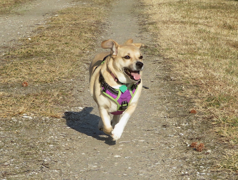Daphne running with ears flopping