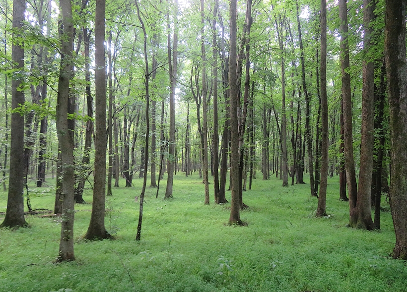 Trees and grass