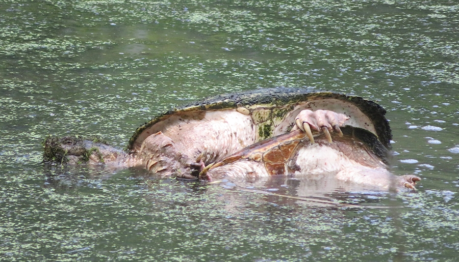 Mating snapping turtles in the water