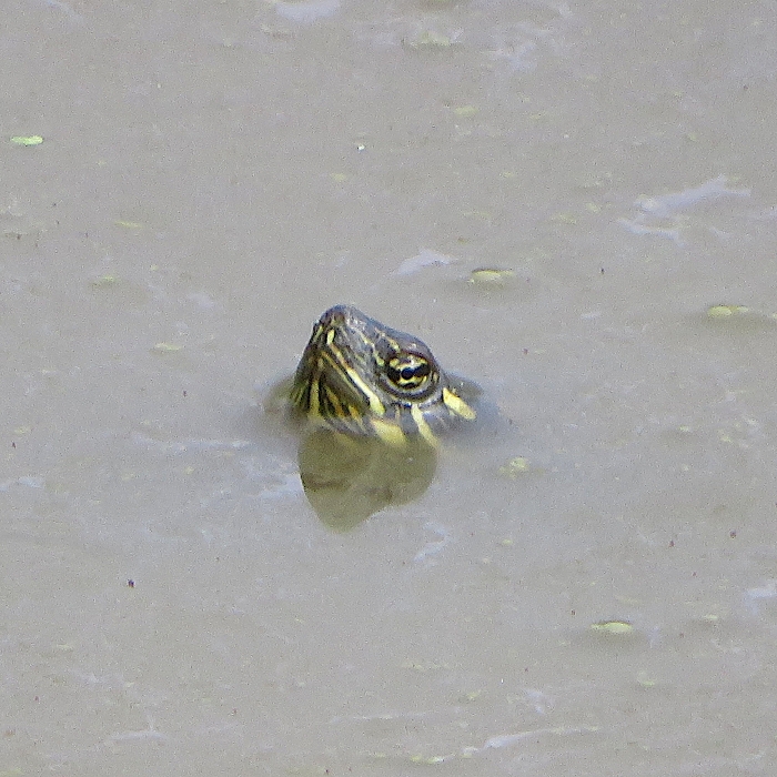 Small turtle sticking its head out of the water