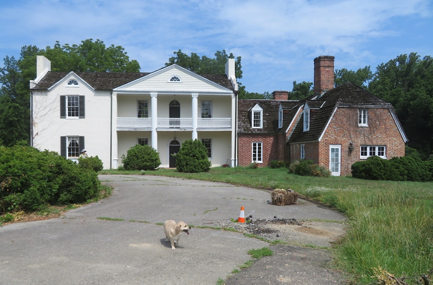 Daphne in front of Mount Airy Mansion