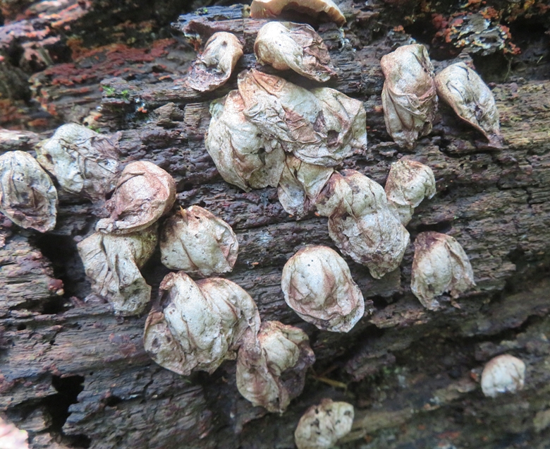 Deflated puffball mushrooms on log