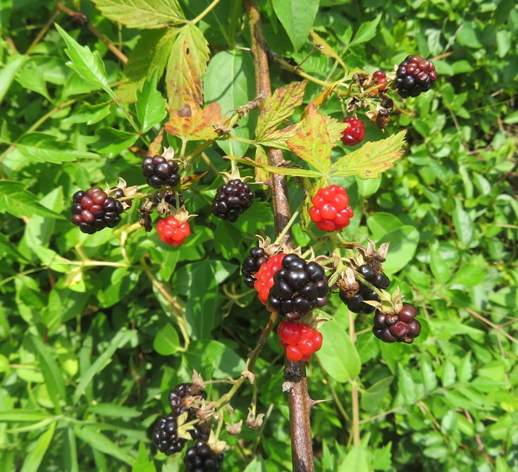 Blackberries on the vine