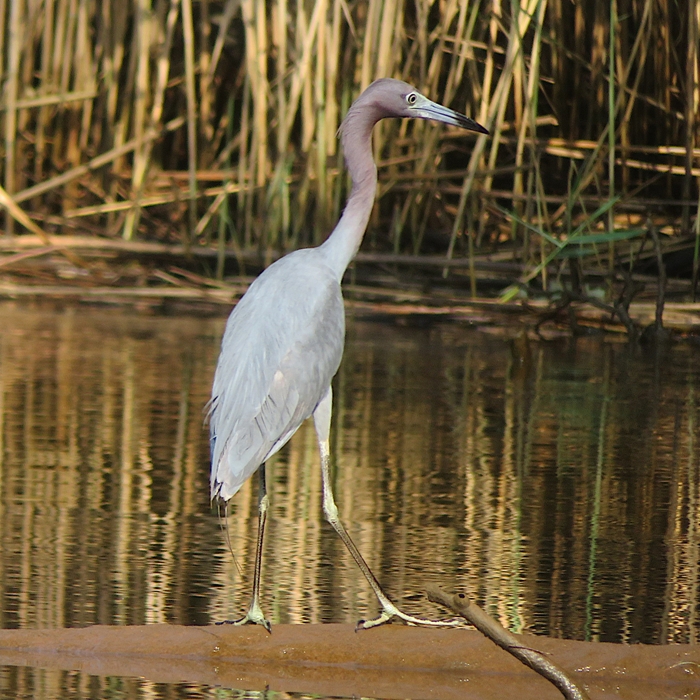Little blue heron standing on log