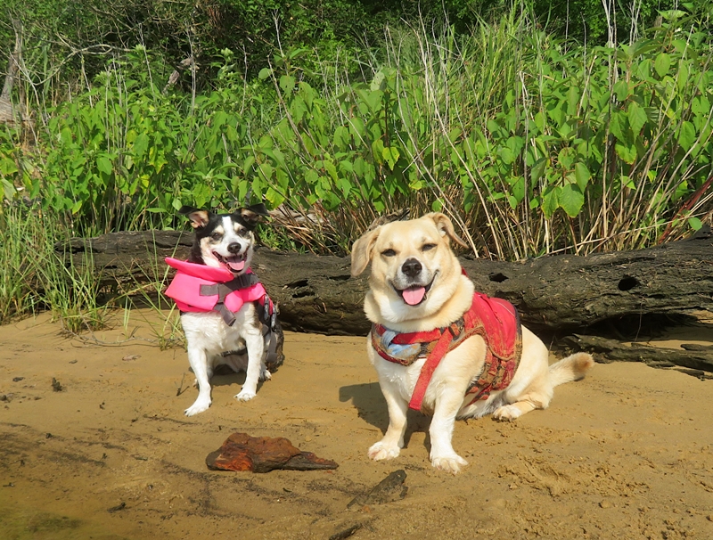 Dogs on beach