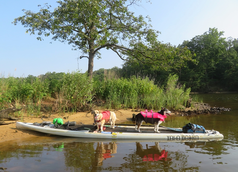 Two dogs on SUP