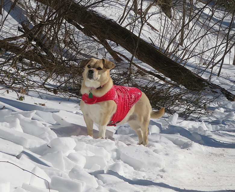 Daphne standing on the snow