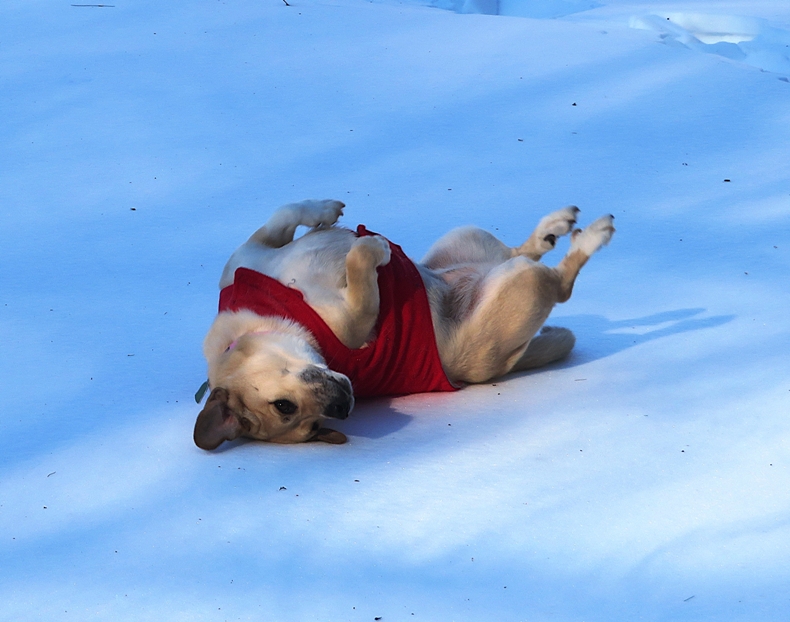 Daphne on her back, wearing a red coat