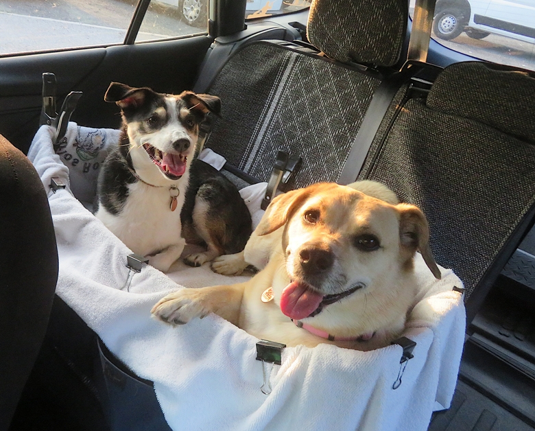 Sophie and Daphne in my car
