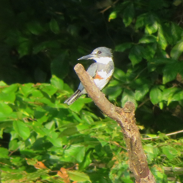 Kingfisher