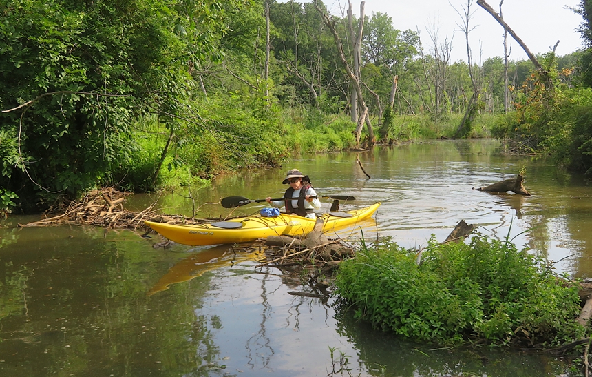 Sara running her kayak over the beaver dam
