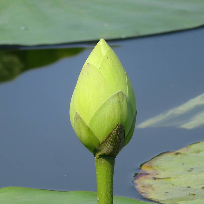 Lotus flower that hasn't yet opened up