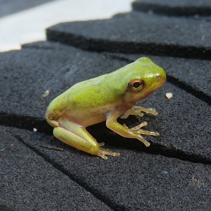 Same tree frog on my SUP
