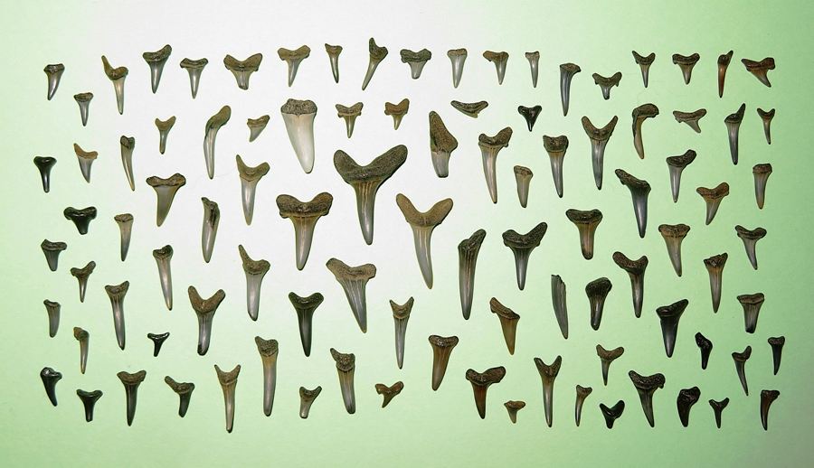 98 shark teeth