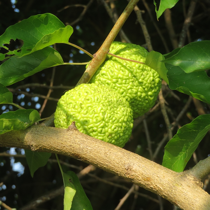 Osage oranges in tree