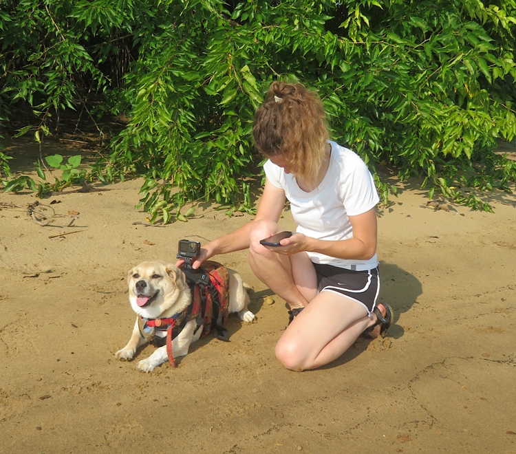 Stefanie putting a GoPro camera on Daphne