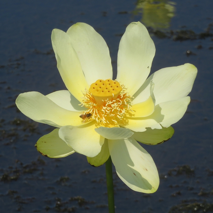 Lotus flower with bee