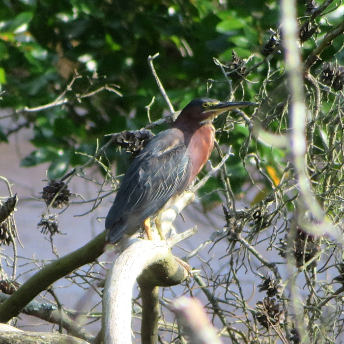 Green heron perched on log