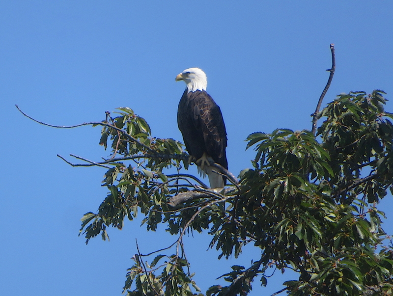 Bald eagle perched in tree