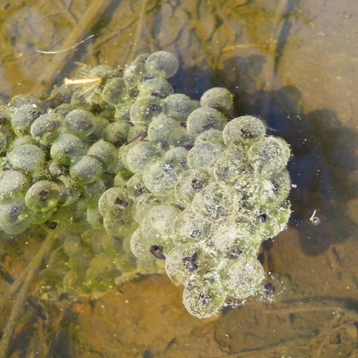Closer view of a different cluster of eggs