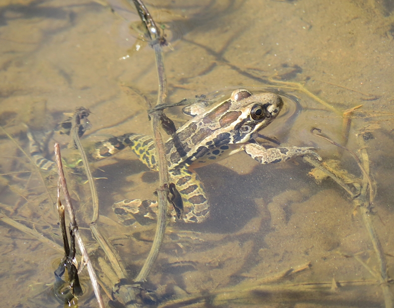 Pickerel frog semi-submerged