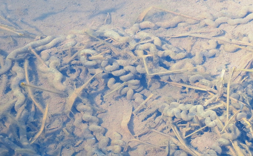 Curly strings of American toad eggs