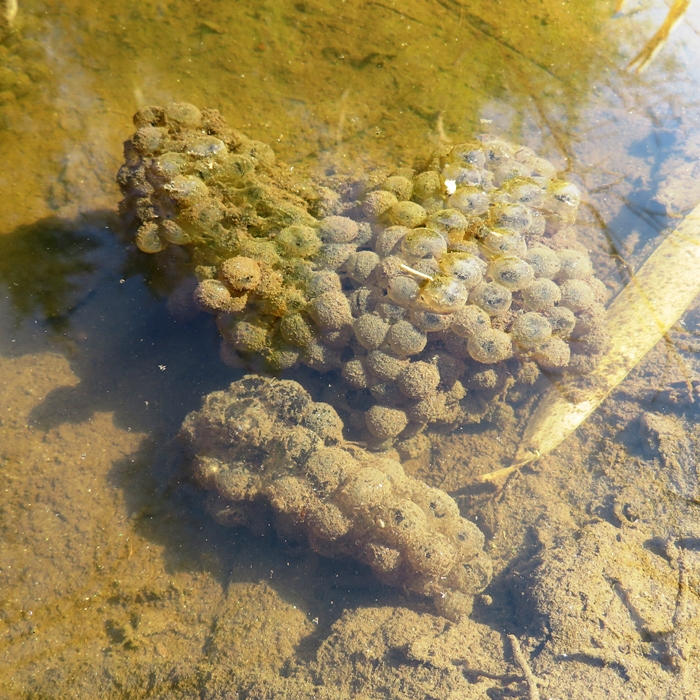 Frog eggs