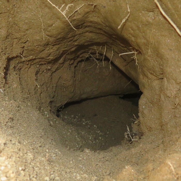 Tunnel dug by animal