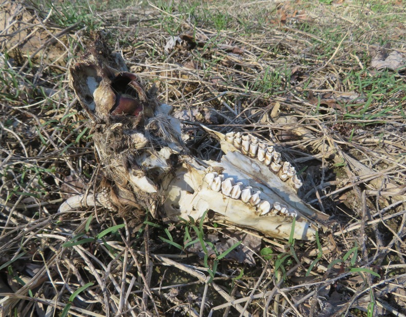 Upside down skull showing teeth