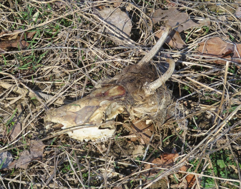 Top side of skull showing two antlers