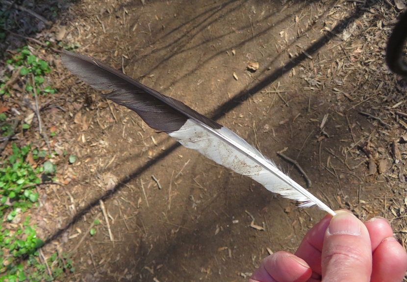 Me holding a black and white feather