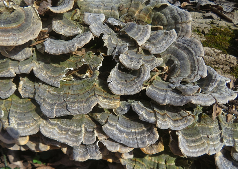 Turkey tail fungi