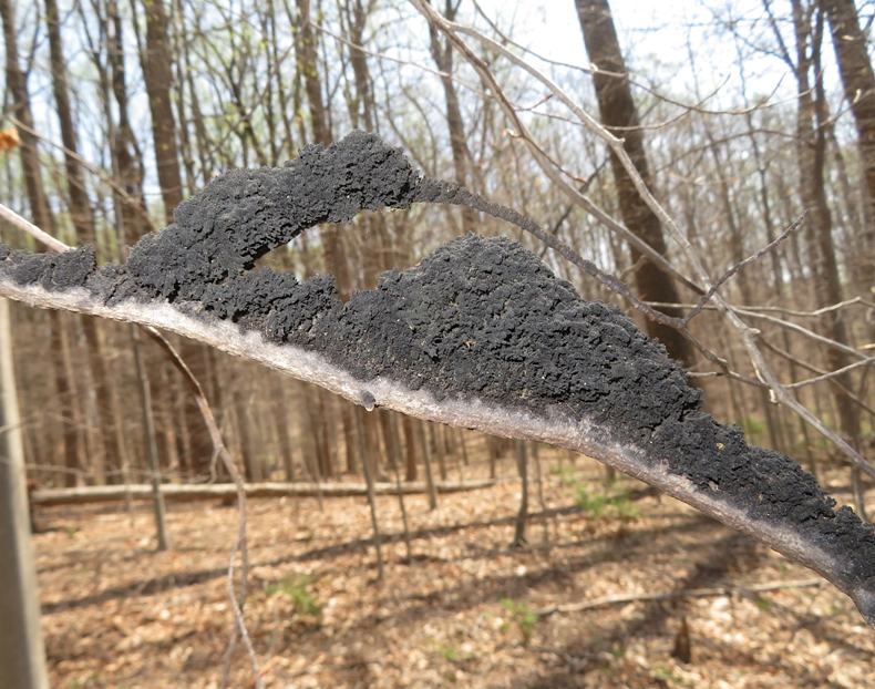 Sooty mold on beech tree