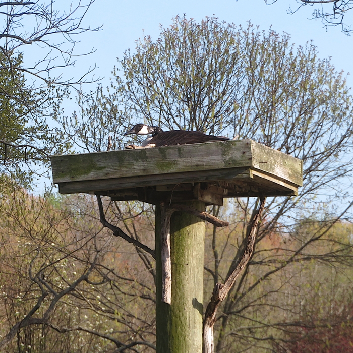 Canada goose on osprey platform