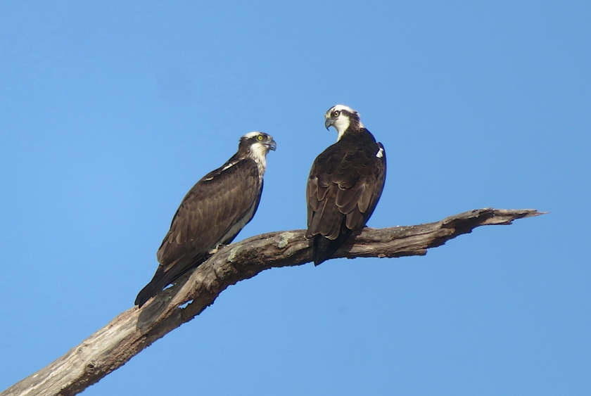 Two osprey on tree branch