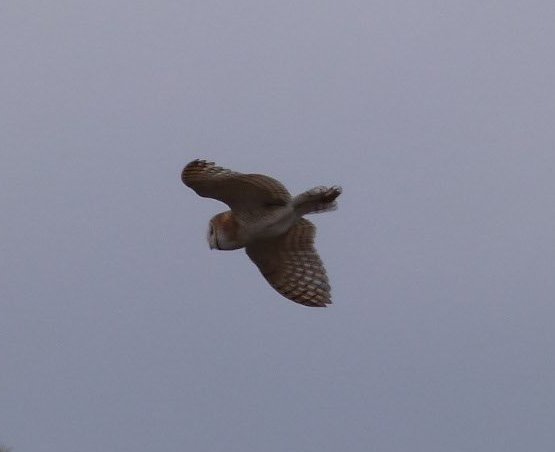 Barn owl in flight