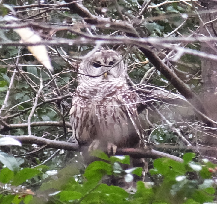 Barred owl in tree