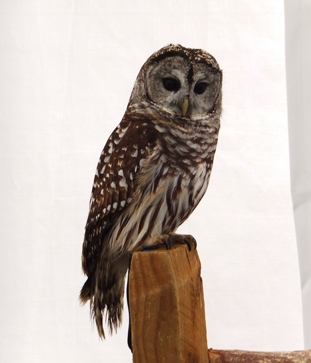 Barred owl