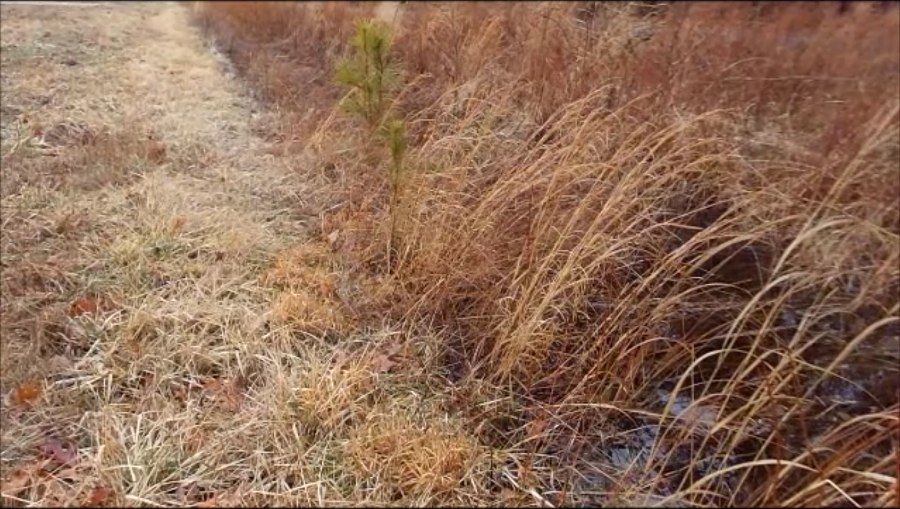 Wetland grasses and chorus frog sounds