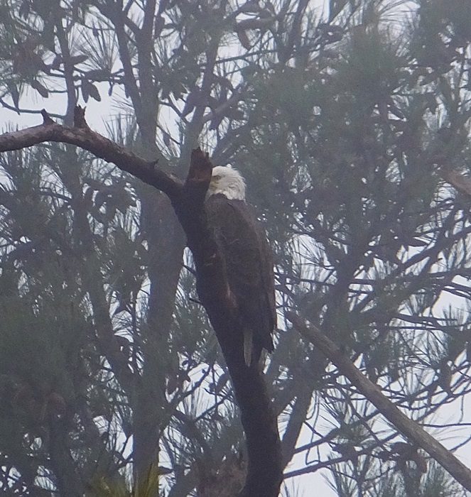Bald eagle, partially hidden behind tree limb