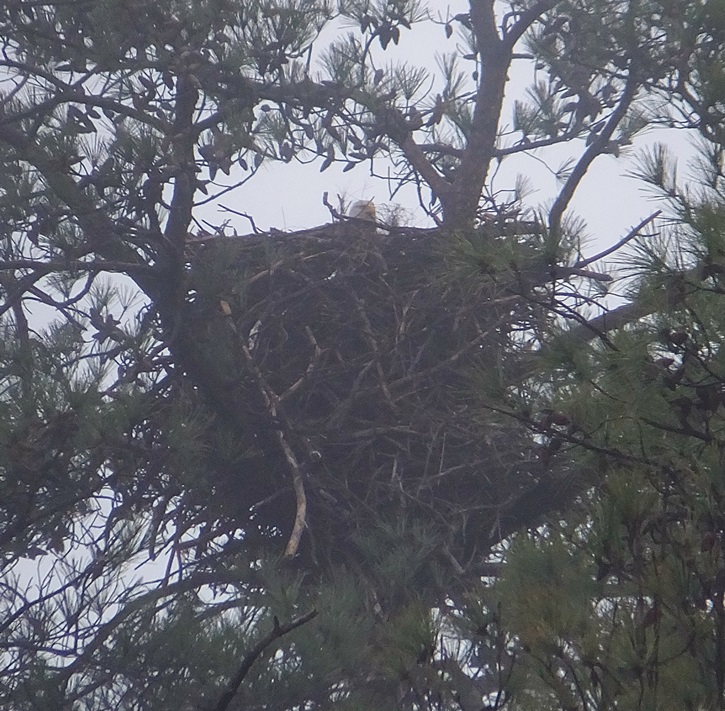 Eagle in nest