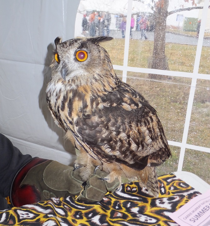 Egyptian eagle owl