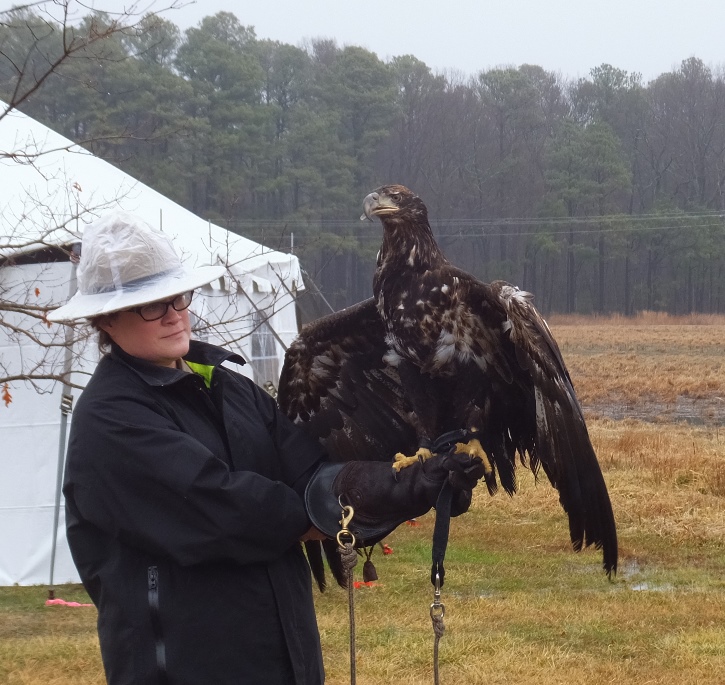 Immature bald eagle