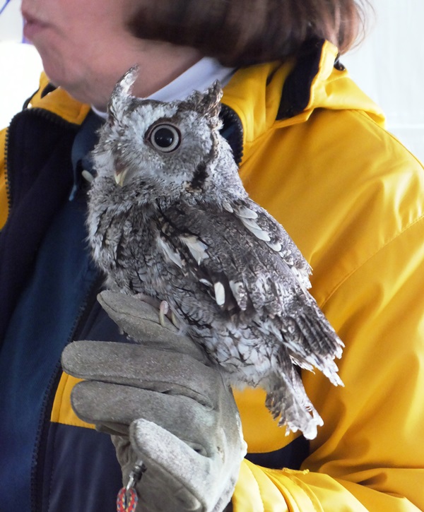 Screech owl