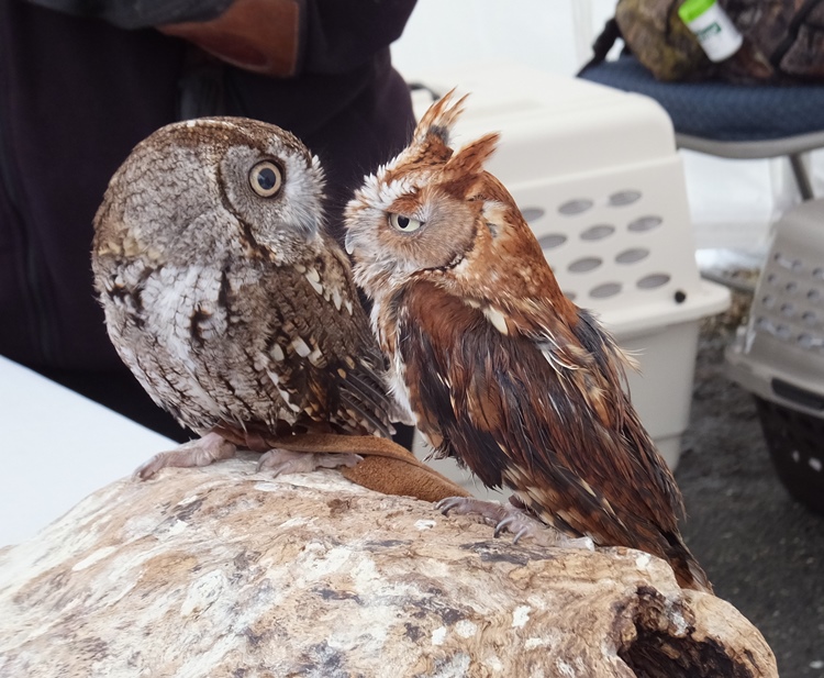 Screech owls