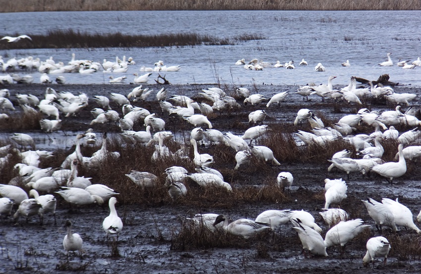 Snow geese