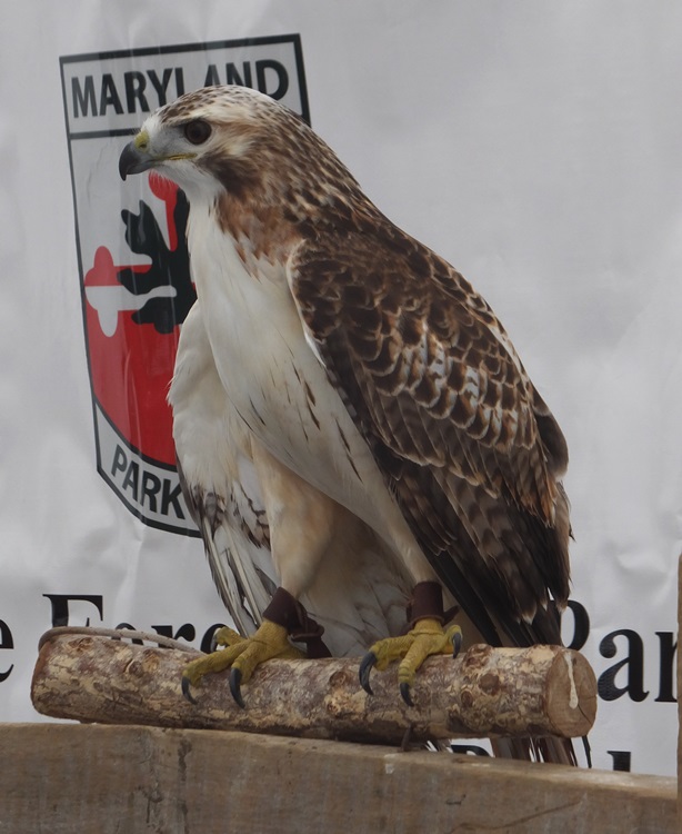 Leucistic red-tailed hawk