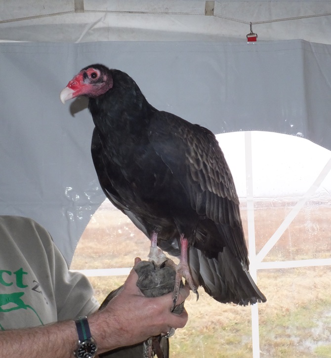 Turkey vulture